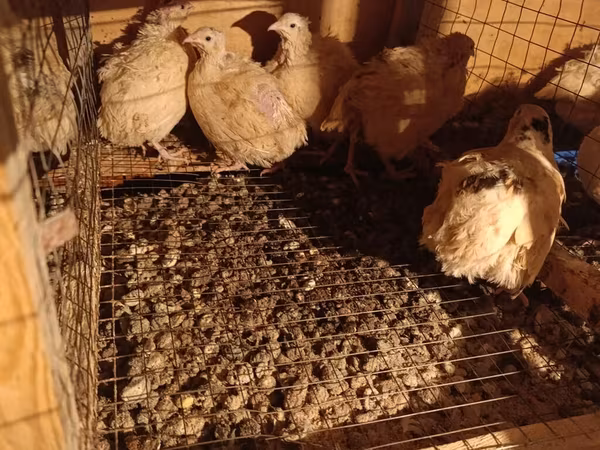 Chickens