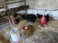 Australorp — photo 3
