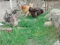 براهما — الصورة 5