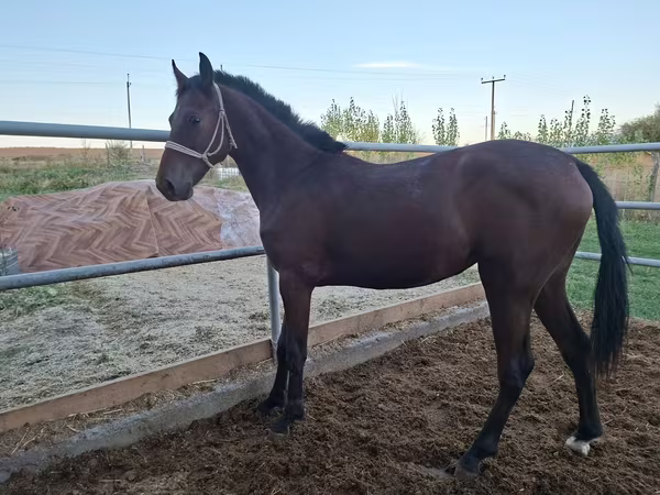 Madyan, Kazakh horse