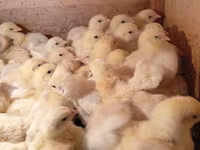 Chickens — الصورة 1
