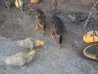 Ducks — photo 2