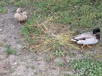 Ducks — photo 7