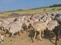 Sheep, Sheep — photo 2