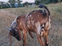 Ziegenbock, Nubian Goat — Foto 5