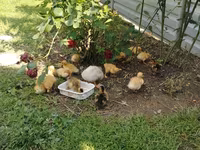 German Pekin — photo 3