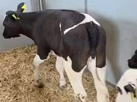 母牛, Russian Black pied cattle — 照片 4