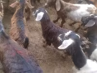 Goats (batch, sex not specified), Goats — photo 2