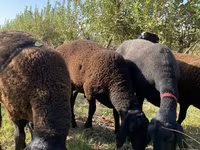 Sheep (batch, sex not specified), Sheep — photo 5