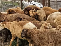 Schafe (Partie, Geschlecht nicht angegeben), Karabakh sheep — Foto 4