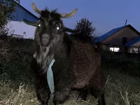 Goats (batch, sex not specified), Goats — photo 2