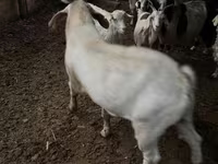 Koza, Kozy — foto 2