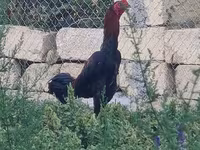 Chickens — Foto 2