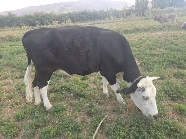 Kuh, Aberdeen-Angus