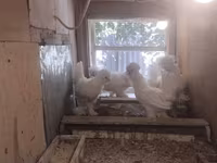 Chickens — photo 2