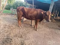İnək, Red Estonian cattle — foto 1