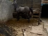Horse (M), Horses — photo 2