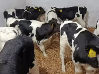 Bull, Holstein breed — photo 4