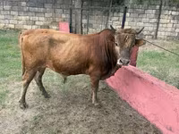 Bull, Cattle — photo 1