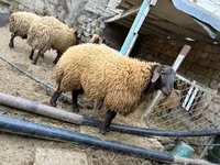 Qoç, Qoyunlar — foto 4
