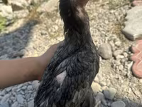 Derbişir Qırmızı Toppalı — foto 1