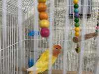 Məhsul: Qəfəsdə cüt papuqay (lovebird) və tam aksesuar dəsti Təsvir — الصورة 3