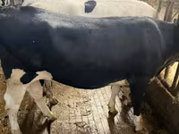 Cow, Holstein breed — photo 4