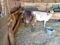 Cabra, Cabras — foto 4