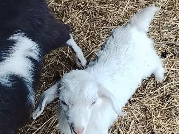 母山羊, Goats — 阿塞拜疆