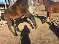 Hengst, Hungarian horse breed — Foto 2