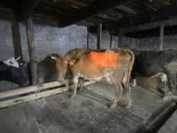 Vaca, Raça Holstein — foto 3