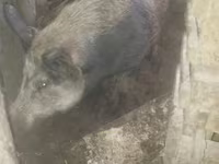 Eber, Schweine — Foto 2