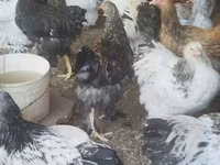 Brahma — foto 3