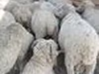 Qoç, Merino sheep — foto 2