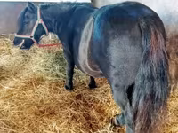 Madyan, American shetland pony — foto 1