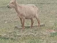 बकरा, Alpine goat — फ़ोटो 1