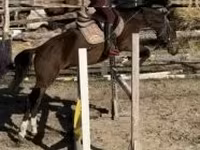 Hengst, Hungarian horse breed — Foto 1