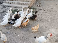 Ducks — Foto 6