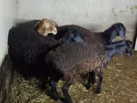 Qoyun, Hissar sheep — foto 3