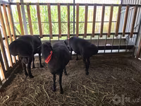 Baran, Hissar sheep — zdjęcie 8