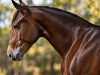 Cavalo, Quarter Horse — foto 3
