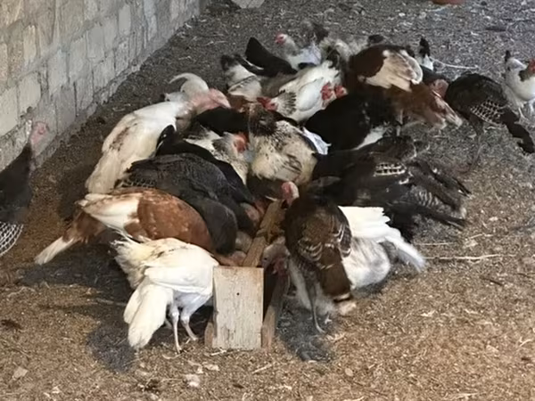 Turkeys — Azerbaijan