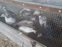 Slovenian Silver Hen — foto 6
