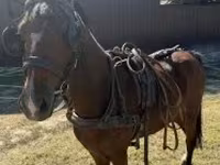 Aygʻir, Hackney horse — 3-rasm