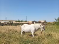 बकरा, Saanen goat — फ़ोटो 8