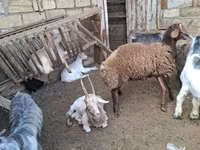 绵羊（批次，未指定性别）, Sheep — 照片 5
