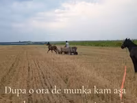 Klisna, Koně — foto 4