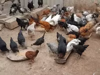 Chickens — Foto 4