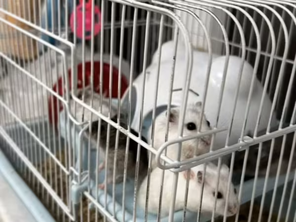 Salam Qəfəs qarisiq satılır 8 Ədəd Hamster var içərsində. Gelen ay