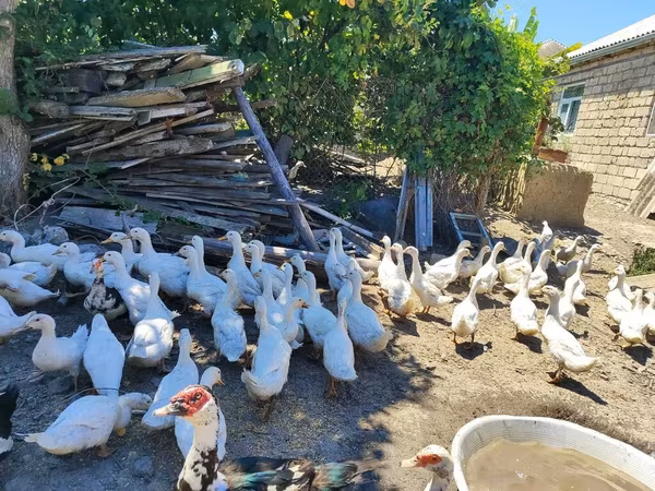 German Pekin — Azerbaijan